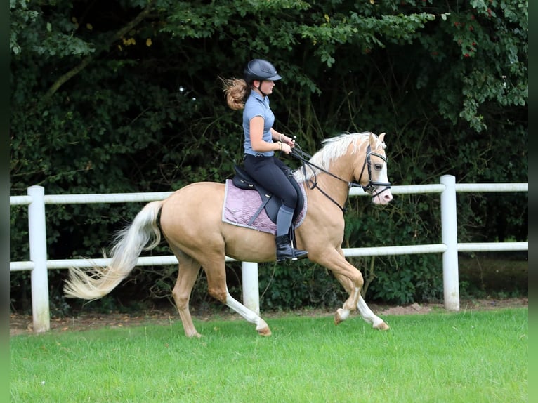 Welsh-B Wallach 4 Jahre 135 cm Palomino in Wildeshausen
