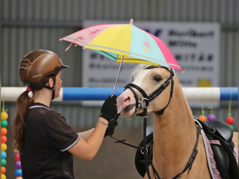 Welsh-B Wallach 4 Jahre 135 cm Palomino in Wildeshausen
