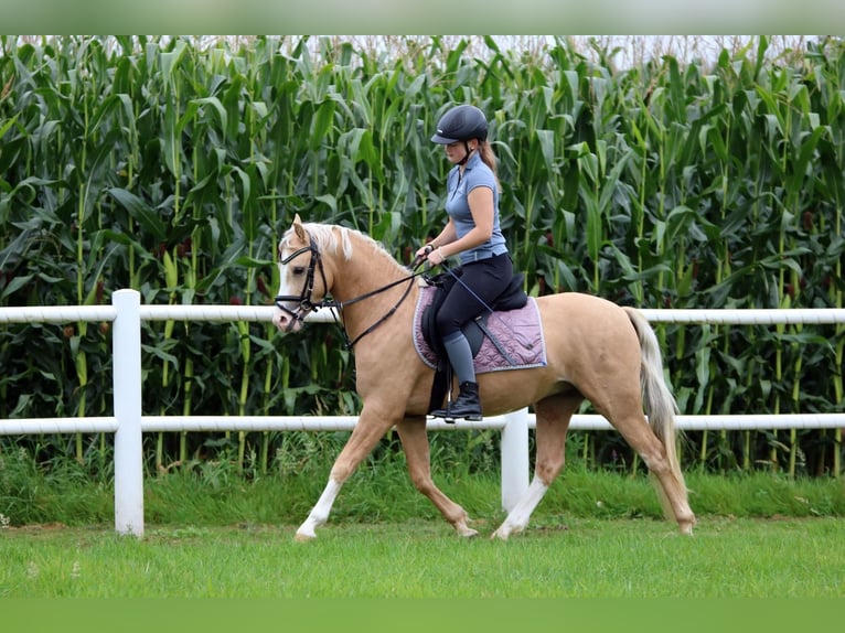 Welsh-B Wallach 4 Jahre 135 cm Palomino in Wildeshausen