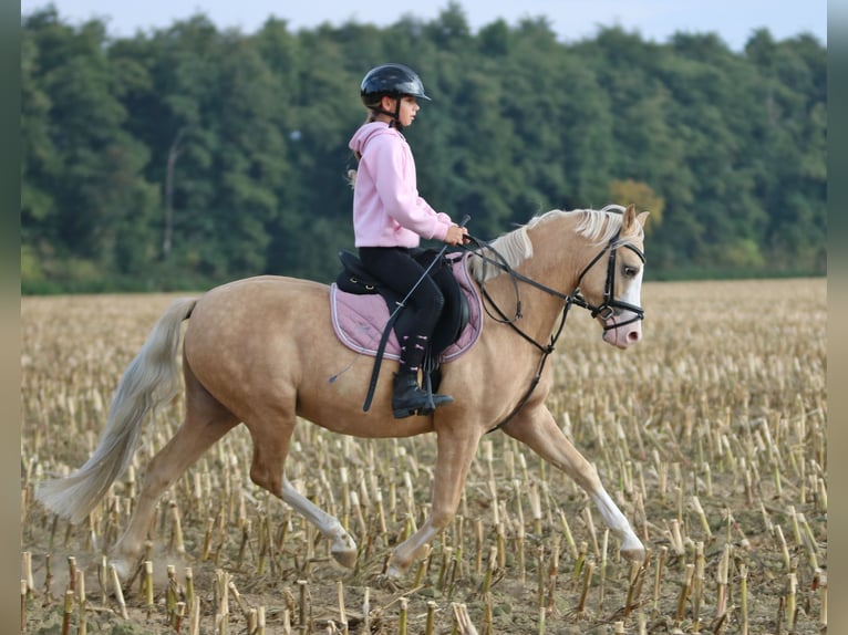 Welsh-B Wallach 4 Jahre 135 cm Palomino in Wildeshausen