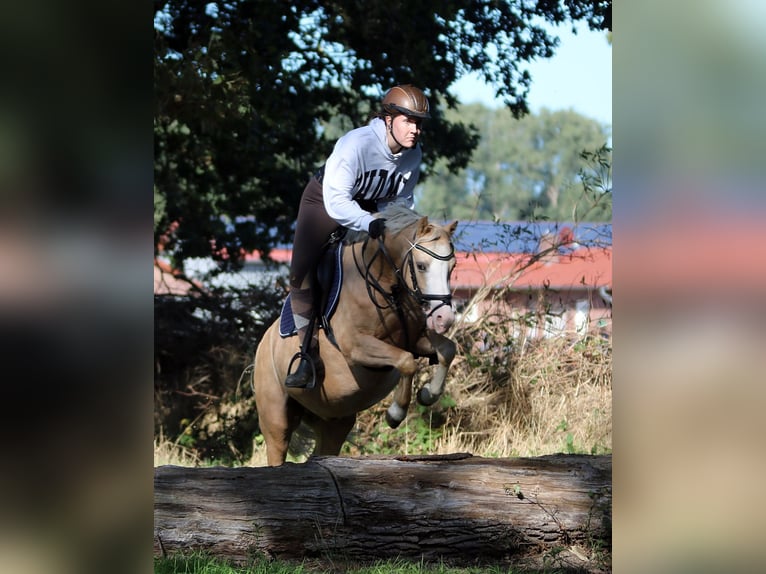 Welsh-B Wallach 4 Jahre 135 cm Palomino in Wildeshausen