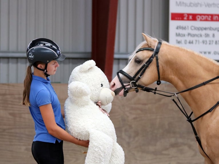 Welsh-B Wallach 4 Jahre 135 cm Palomino in Wildeshausen