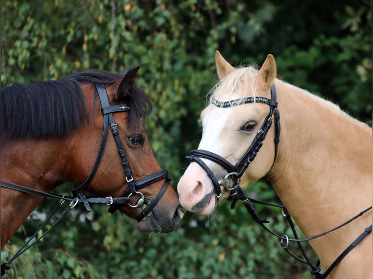 Welsh-B Wallach 4 Jahre 135 cm Palomino in Wildeshausen