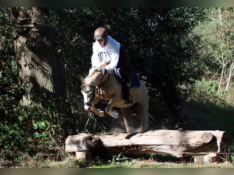 Welsh-B Wallach 4 Jahre 135 cm Palomino in Wildeshausen