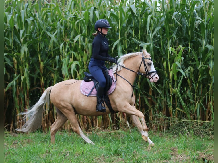 Welsh-B Wallach 4 Jahre 135 cm Palomino in Wildeshausen