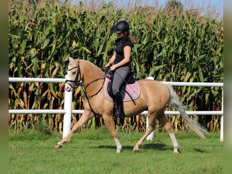 Welsh-B Wallach 4 Jahre 135 cm Palomino in Wildeshausen