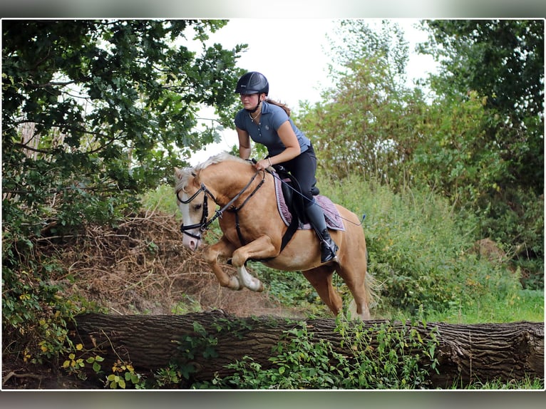 Welsh-B Wallach 4 Jahre 135 cm Palomino in Wildeshausen