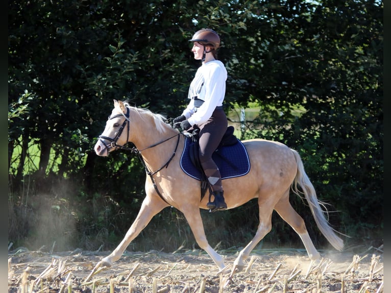 Welsh-B Wallach 4 Jahre 135 cm Palomino in Wildeshausen