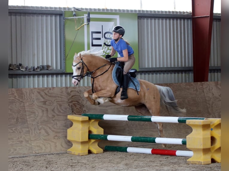 Welsh-B Wallach 4 Jahre 135 cm Palomino in Wildeshausen