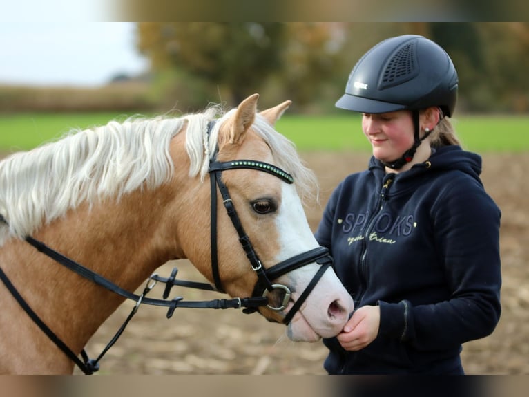 Welsh-B Wallach 4 Jahre 136 cm Palomino in Wildeshausen