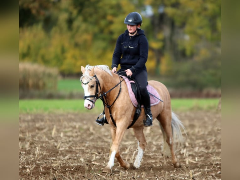 Welsh-B Wallach 4 Jahre 136 cm Palomino in Wildeshausen