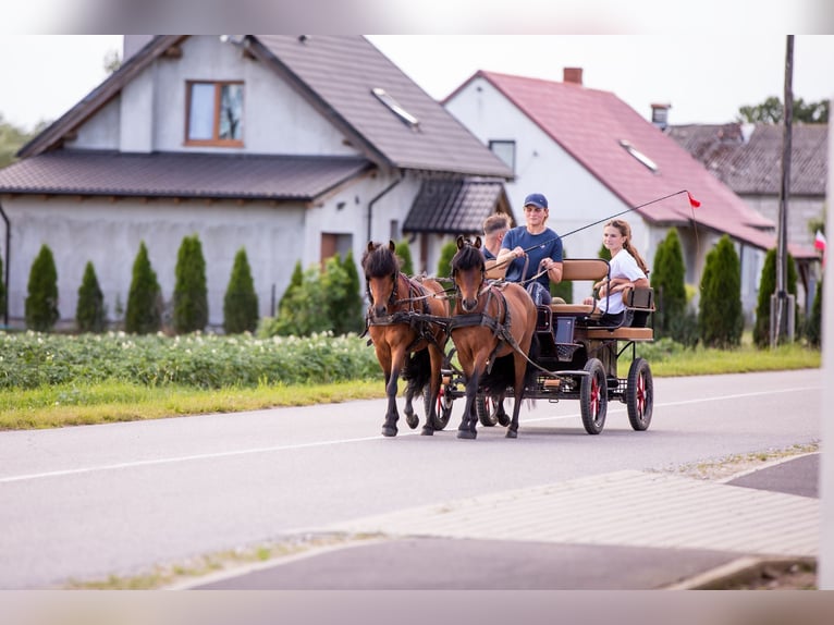 Welsh-B Wallach 5 Jahre 118 cm Rotbrauner in Kcynia