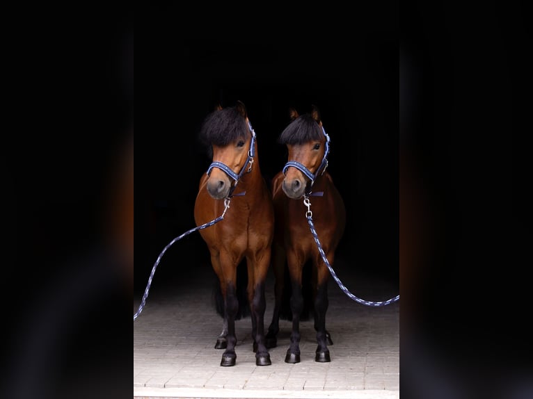 Welsh-B Wallach 5 Jahre 118 cm Rotbrauner in Kcynia