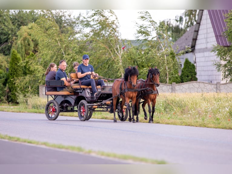 Welsh-B Wallach 5 Jahre 118 cm Rotbrauner in Kcynia