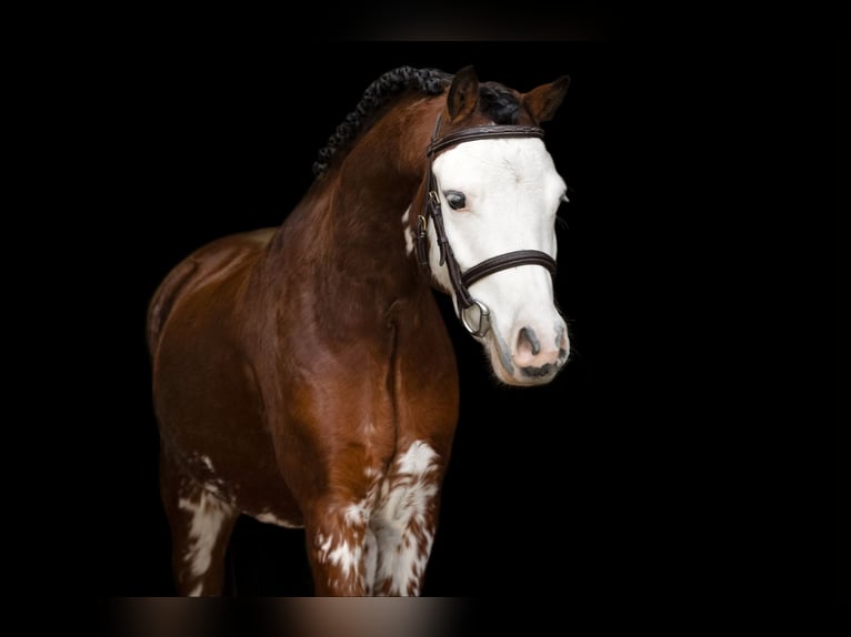 Welsh-B Wallach 5 Jahre 122 cm Brauner in Oost West en Middelbeers