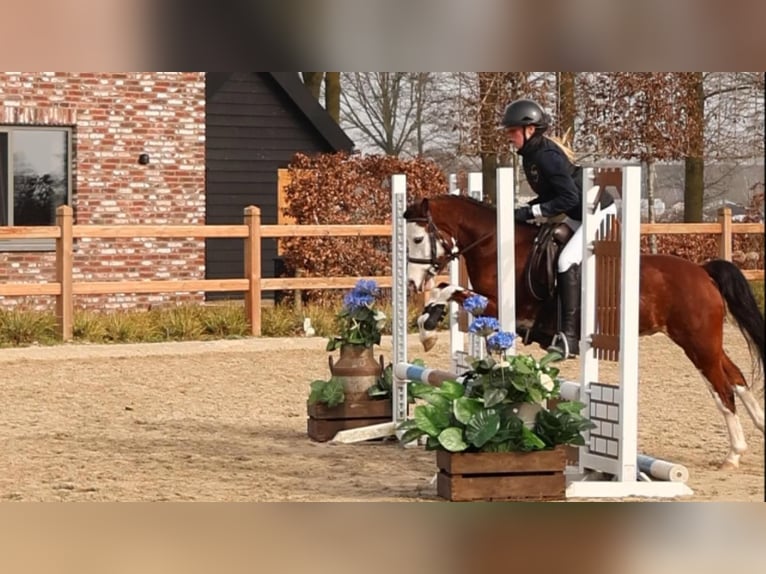 Welsh-B Wallach 5 Jahre 122 cm Brauner in Oost West en Middelbeers