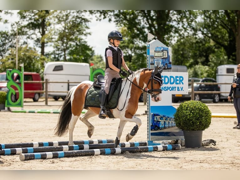 Welsh-B Wallach 5 Jahre 123 cm Tobiano-alle-Farben in Gees