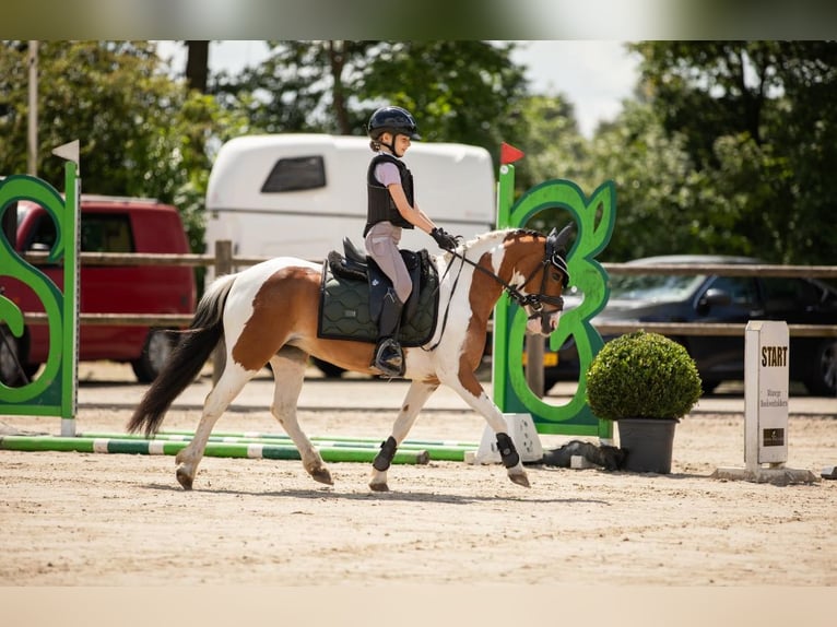 Welsh-B Wallach 5 Jahre 123 cm Tobiano-alle-Farben in Gees