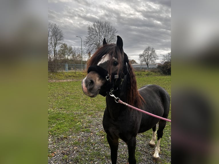 Welsh-B Wallach 5 Jahre 124 cm in Niederzier