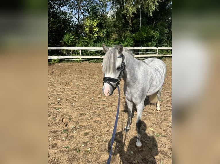 Welsh-B Wallach 5 Jahre 125 cm Schimmel in Starnberg