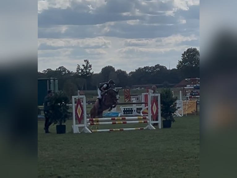 Welsh-B Wallach 5 Jahre 126 cm Fuchs in Burgdorf