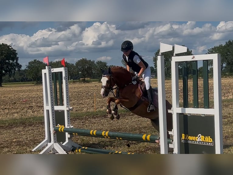 Welsh-B Wallach 5 Jahre 126 cm Fuchs in Burgdorf