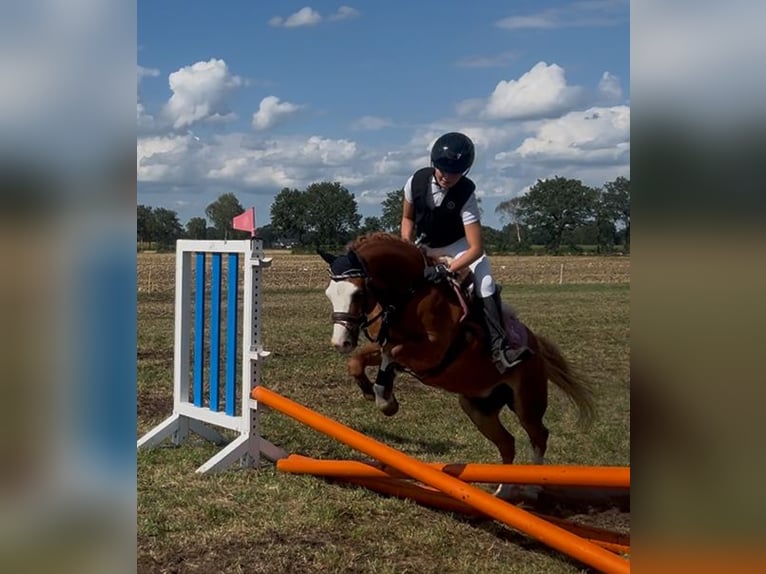 Welsh-B Wallach 5 Jahre 126 cm Fuchs in Burgdorf