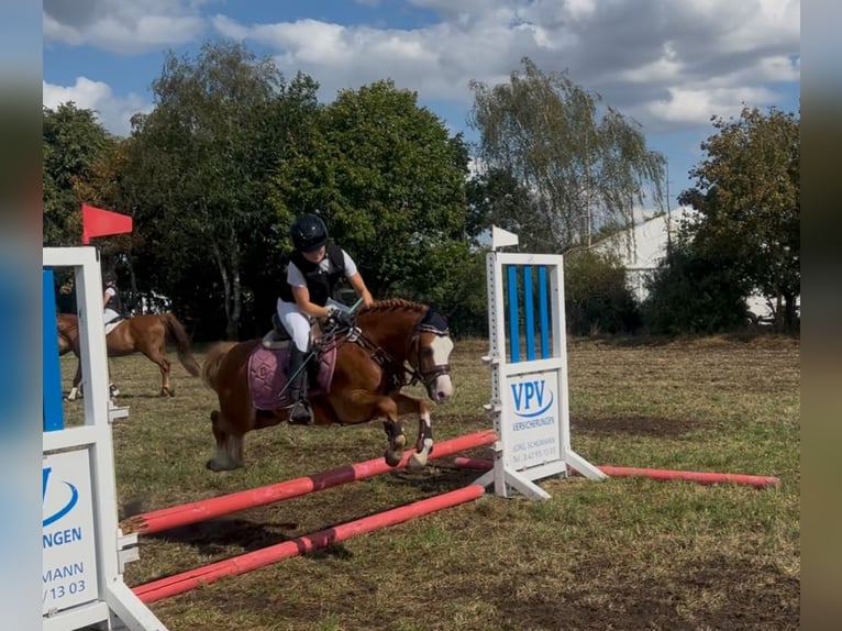 Welsh-B Wallach 5 Jahre 126 cm Fuchs in Burgdorf
