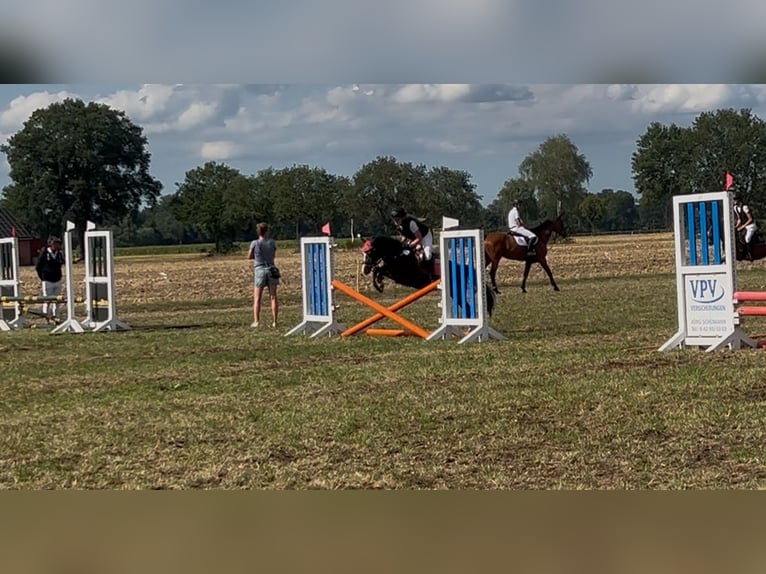 Welsh-B Wallach 5 Jahre 126 cm Fuchs in Burgdorf
