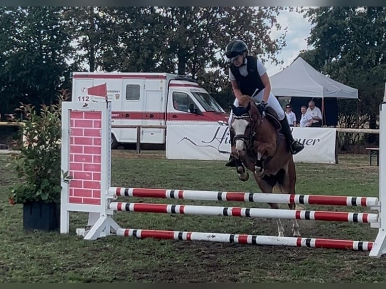 Welsh-B Wallach 5 Jahre 126 cm Fuchs in Burgdorf