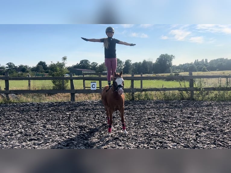 Welsh-B Wallach 5 Jahre 126 cm Fuchs in Burgdorf