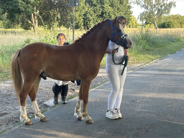 Welsh-B Wallach 5 Jahre 126 cm Fuchs in Burgdorf