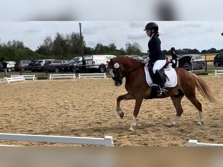 Welsh-B Wallach 5 Jahre 126 cm Fuchs in Burgdorf