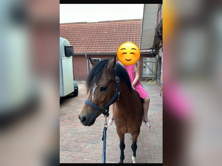 Welsh-B Wallach 5 Jahre 127 cm Brauner in Badbergen