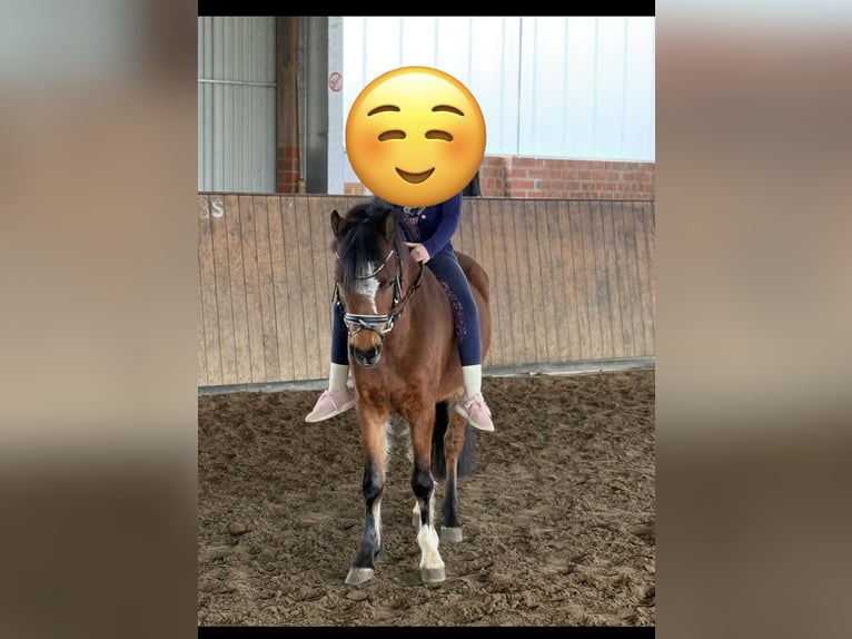Welsh-B Wallach 5 Jahre 127 cm Brauner in Badbergen