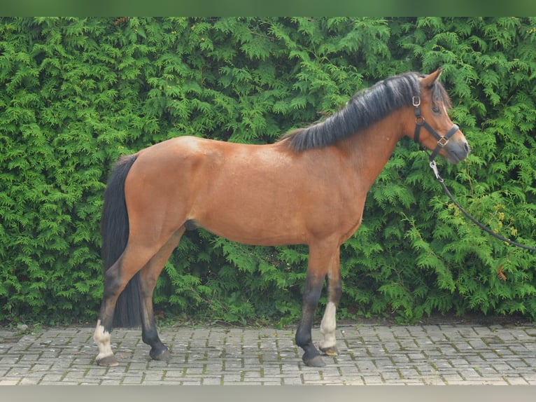 Welsh-B Wallach 5 Jahre 127 cm Brauner in Badbergen