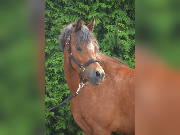 Welsh-B Wallach 5 Jahre 127 cm Brauner in Badbergen