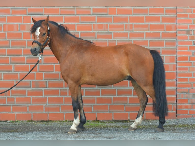 Welsh-B Wallach 5 Jahre 127 cm Brauner in Badbergen