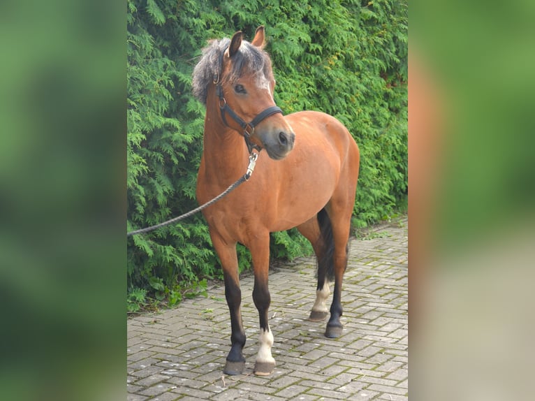 Welsh-B Wallach 5 Jahre 127 cm Brauner in Badbergen