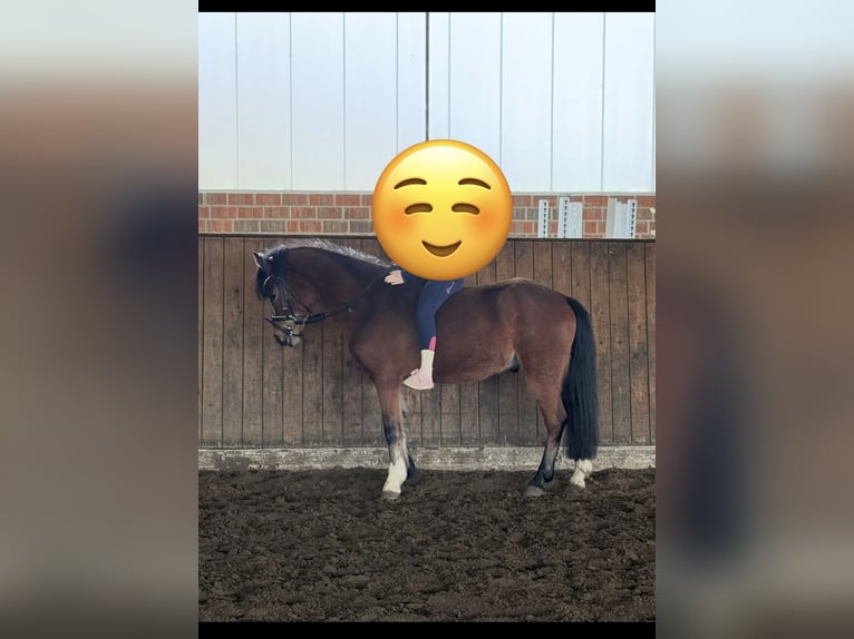 Welsh-B Wallach 5 Jahre 127 cm Brauner in Badbergen