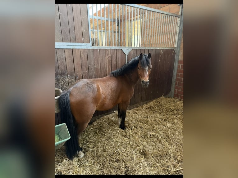 Welsh-B Wallach 5 Jahre 127 cm Brauner in Badbergen