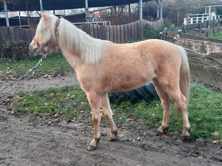 Welsh-B Wallach 5 Jahre 127 cm Palomino in Niederzier