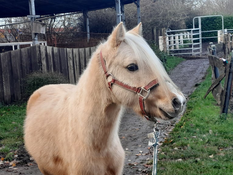 Welsh-B Wallach 5 Jahre 127 cm Palomino in Niederzier