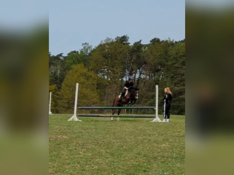 Welsh-B Wallach 5 Jahre 130 cm Brauner in Schmachtenhagen