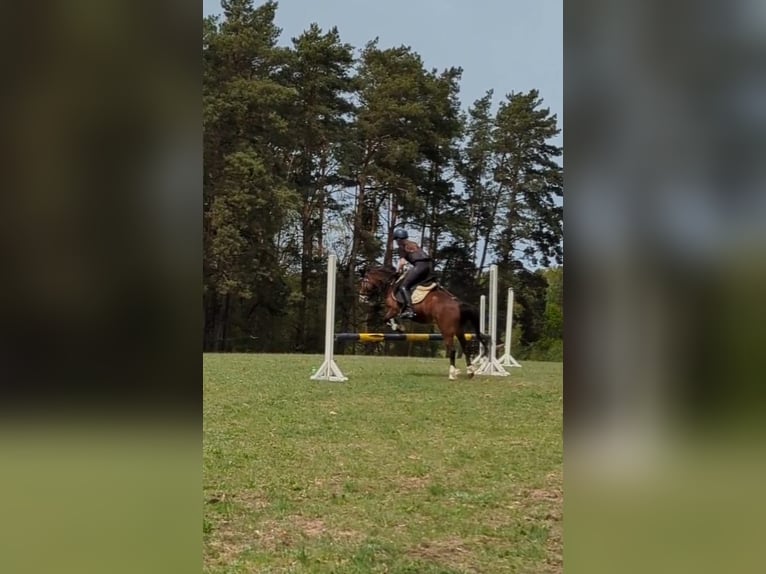 Welsh-B Wallach 5 Jahre 130 cm Brauner in Schmachtenhagen