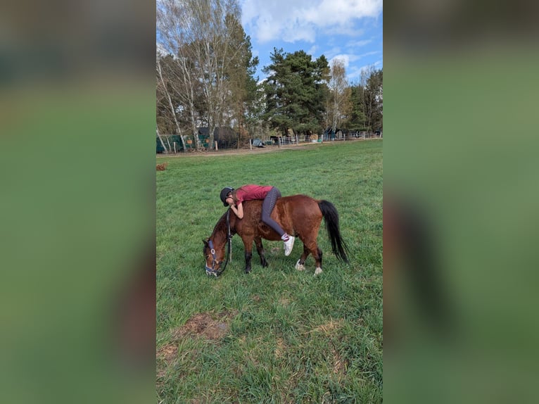 Welsh-B Wallach 5 Jahre 130 cm Brauner in Schmachtenhagen