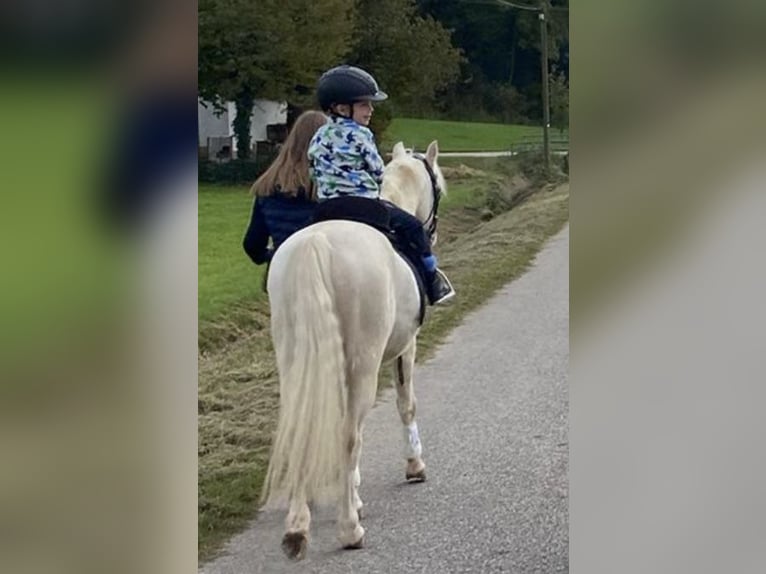 Welsh-B Wallach 5 Jahre 130 cm Cremello in Kumhausen