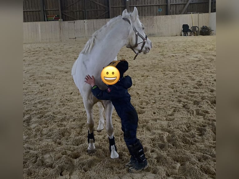 Welsh-B Wallach 5 Jahre 130 cm Cremello in Kumhausen