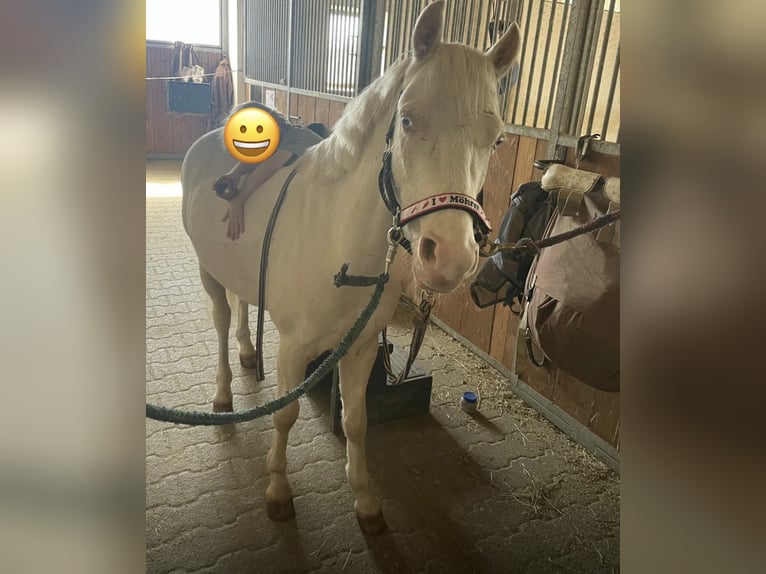 Welsh-B Wallach 5 Jahre 130 cm Cremello in Kumhausen
