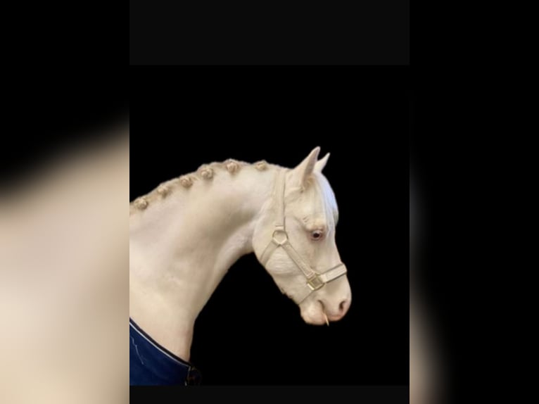 Welsh-B Wallach 5 Jahre 130 cm Cremello in Kumhausen
